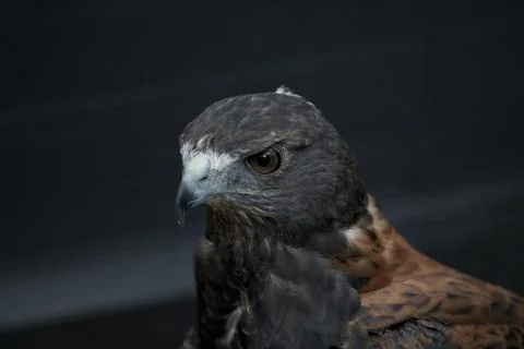 The Variable Hawk (Geranoaetus polyosoma) Fotos de archivo