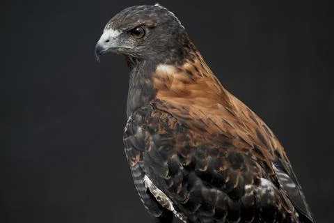 The Variable Hawk (Geranoaetus polyosoma) Stock Photos