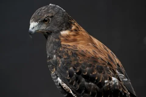 The Variable Hawk (Geranoaetus polyosoma) Foto stock