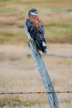 Variable hawk Geranoaetus polyosoma sitting on a fence post Carcass Island Stock-Fotos