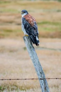 Variable hawk Geranoaetus polyosoma sitting on a fence post Carcass Island Stock-Fotos