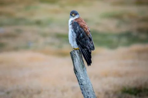 Variable hawk Geranoaetus polyosoma sitting on a fence post Carcass Island Stock-Fotos