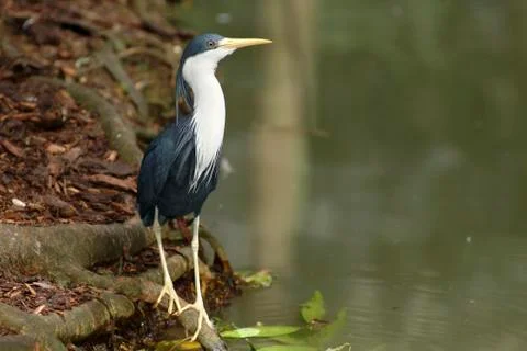 Variable heron (ardea picata), queensland, australia Stock-Fotos