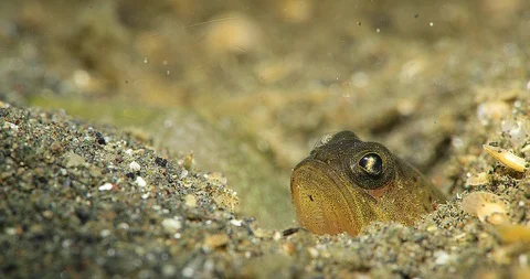 Variable Jawfish  (Opistoganthus variabilis) clearing a hole Underwater Video stock 93182256