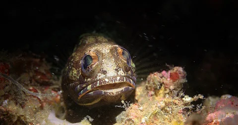 Variable Jawfish  (Opistoganthus variabilis) clearing hole Underwater in Lembeh Video stock 93218649
