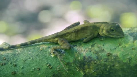 Variable lizard (Calotes Video stock 135031577