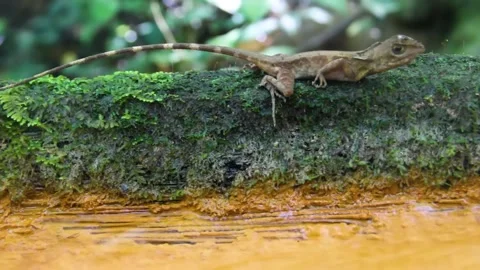 Variable lizard (Calotes sp. Agamidae, male) in wintertime Video stock 139410676