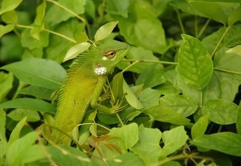 Variable lizard in the green background Stock Photos