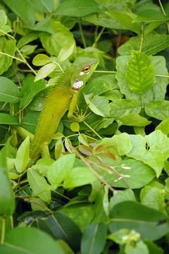 Variable Lizard Variable lizard in the green background Copyright: xZoonar... Fotos de archivo