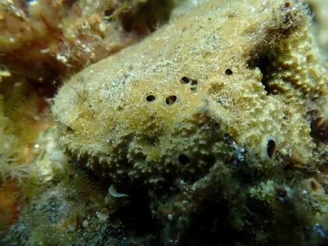 Variable loggerhead sponge (Ircinia variabilis) undersea, Aegean Sea Stock-Fotos