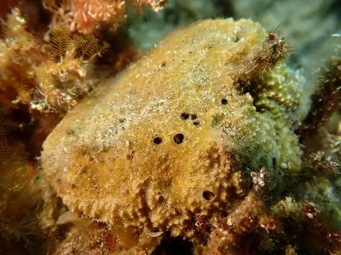 Variable loggerhead sponge (Ircinia variabilis) undersea, Aegean Sea Stock-Fotos