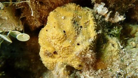 Variable loggerhead sponge (Ircinia variabilis) undersea, Aegean Sea 스톡 사진