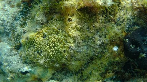 Variable loggerhead sponge (Ircinia variabilis) undersea, Aegean Sea 스톡 사진