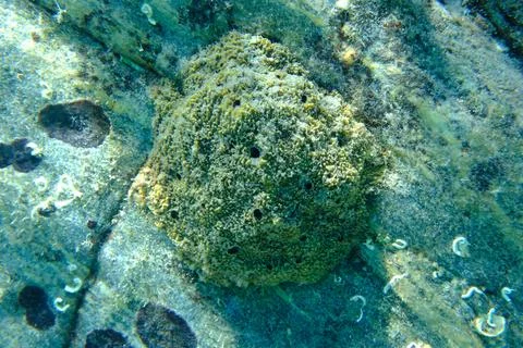 Variable loggerhead sponge (Ircinia variabilis) undersea, Aegean Sea Stock Photos