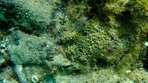 Variable loggerhead sponge (Ircinia variabilis) undersea, Aegean Sea Stock Photos