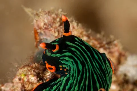 Variable neon slug or the dusky nembrotha, Nembrotha kubaryana Stock Photos