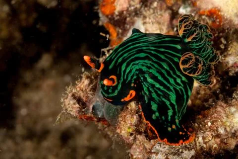 Variable neon slug or the dusky nembrotha, Nembrotha kubaryana Fotos de archivo