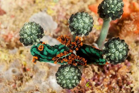Variable neon slug or the dusky nembrotha, Nembrotha kubaryana Fotos de archivo