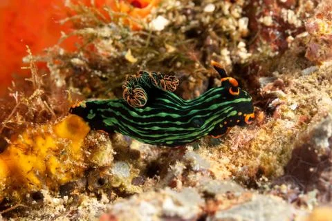 Variable neon slug or the dusky nembrotha, Nembrotha kubaryana Fotos de archivo