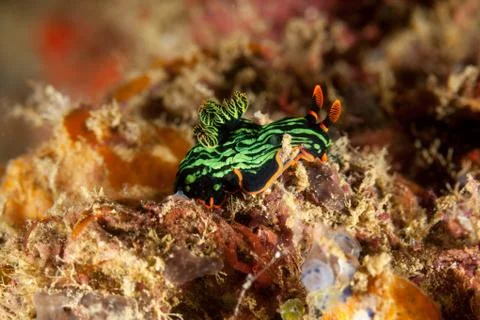 Variable neon slug or the dusky nembrotha, Nembrotha kubaryana 스톡 사진