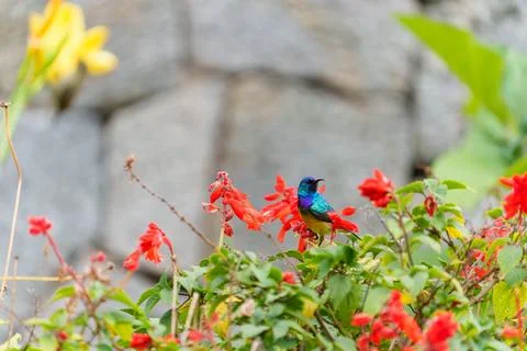 Variable or yellow breasted sunbird or Cinnyris venustus in garden. Stock-Fotos
