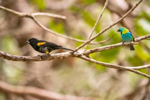 Variable Oriole e Green headed Tanager photographed in Linhares, Espirito Santo. 스톡 사진