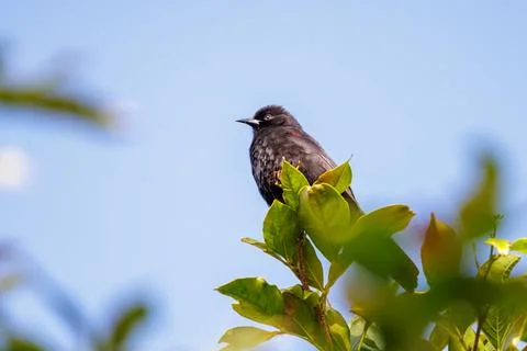 A Variable Oriole (Icterus pyrrhopterus) perched on a branch on the blue sky. Foto stock