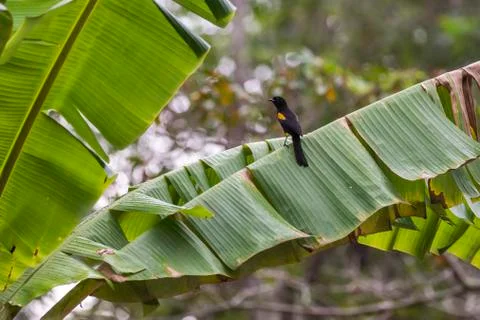 Variable Oriole photographed at the Cupido e Refugio Farm in Linhares. Stock-Fotos