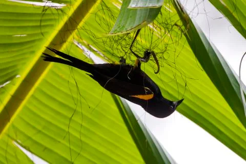 Variable Oriole photographed at the Cupido e Refugio Farm in Linhares. Fotos de archivo