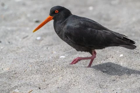 Variable Oyster-catcher on the beach Stock Photos