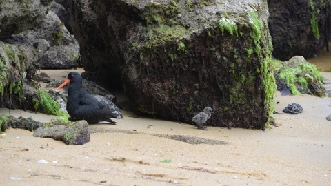 A Variable Oystercatcher with Baby Chick on the Beach Stock Footage 120098406