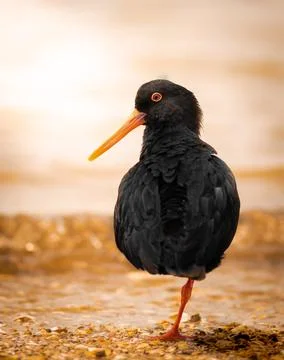 Variable oystercatcher during sunset on a New Zealand beach Fotos de archivo