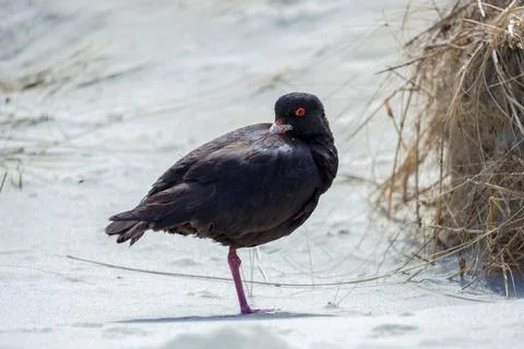 Variable Oystercatcher (Haematopus unicolor) Variable Oystercatcher (Haema... Foto stock