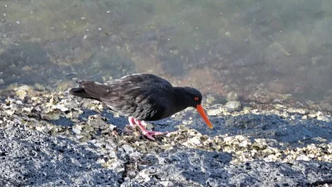 Variable oystercatcher hunting Stock Footage 114209646
