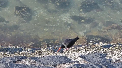 Variable oystercatcher hunting Stock Footage 114209650
