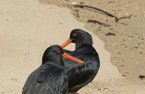 Variable oystercatcher pair on beach on Stewart Island Foto stock