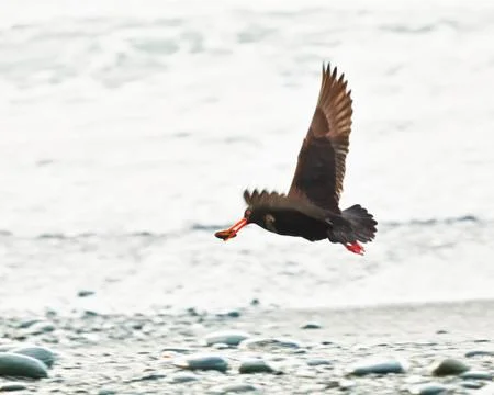 Variable oystercatcher Stock-Fotos