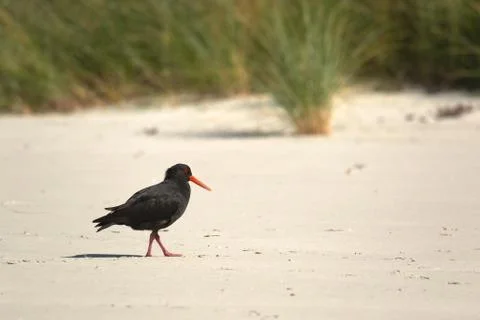 Variable oystercatcher on the shore 스톡 사진