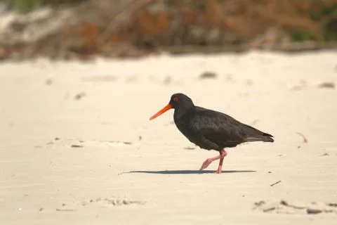 Variable oystercatcher on the shore Foto stock