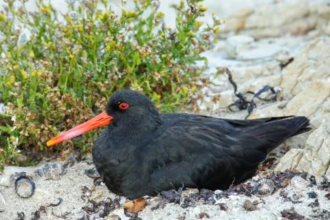 Variable oystercatcher sitting on nest Stock-Fotos