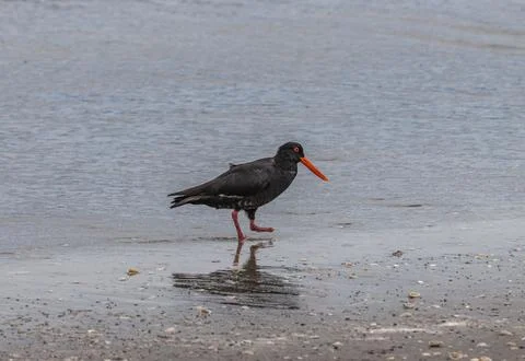 Variable oystercatcher with standing in shallow waters, one of its feet missing Fotos de archivo