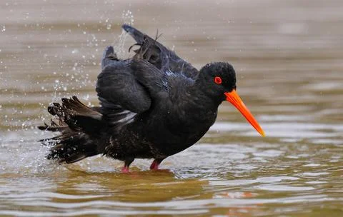 Variable Oystercatcher standing in water 스톡 사진
