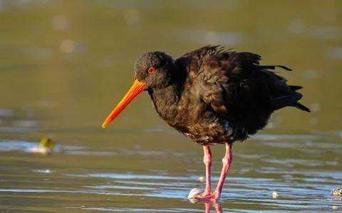 Variable Oystercatcher standing in water 스톡 사진