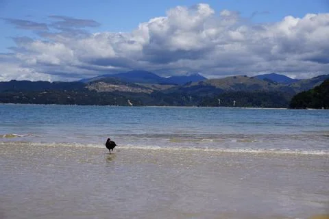 Variable oystercatcher (tōrea-pango), Abel Tasman National Park Stock-Fotos