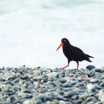 Variable Oystercatcher The Variable Oystercatcher (Haematopus unicolor) Co... Stock-Fotos