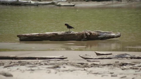 Variable Oystercatcher Waiting on Log Vídeos de archivo 253910232