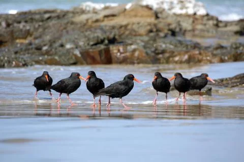 Variable oystercatchers in a line 스톡 사진