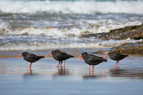 Variable oystercatchers in a line Stock-Fotos