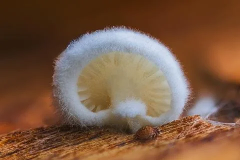 Variable Oysterling - Crepidotus variabilis. A CloseUp of a Unique Fungal Growth Stock Photos
