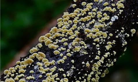 Variable Oysterling (Crepidotus variabilis) Covering Stock Photos